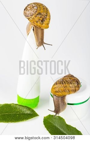 Cosmetics Organic Made With Slaver Of Snail, Very Good For Skin And Health And Fashion In Europe. Po