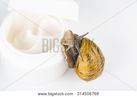 Cosmetics Organic Made With Slaver Of Snail, Very Good For Skin And Health And Fashion In Europe. Po