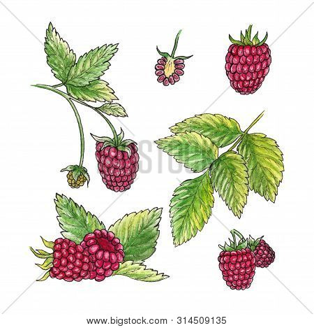 Hand Drawn Watercolor Illustration Set Of Raspberry Elements On White Background. 
Isolated Watercol