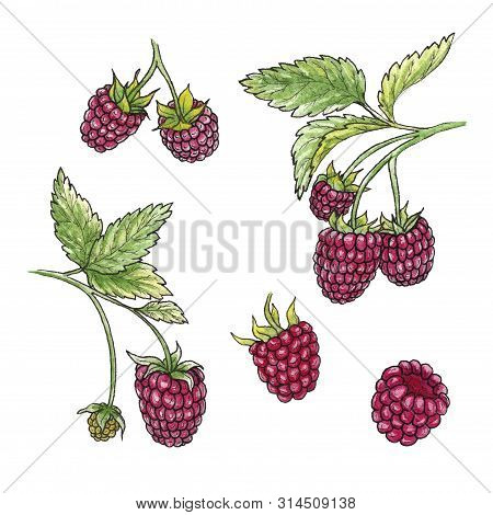 Hand Drawn Watercolor Illustration Set Of Raspberry Elements On White Background. 
Isolated Watercol