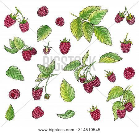 Hand Drawn Watercolor Illustration Set Of Raspberry Elements On White Background. 
Isolated Watercol