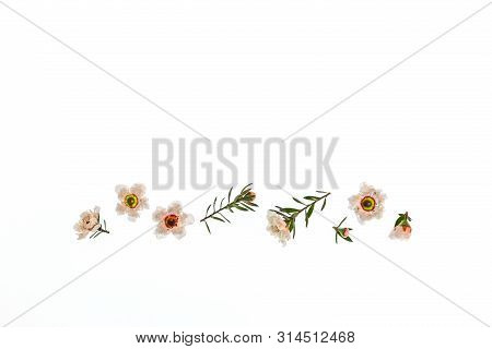 Collection Of New Zealand Teatree Flowers On White Background With Copy Space Above