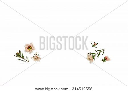 Closeup Of New Zealand Manuka Teatree White Flowers And Buds With Copy Space In Middle