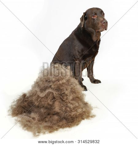 Grooming Undercoat Dogs. Labrador Retriever And Veterinarian In Blue Gloves. Concept Hygiene And Car