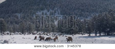 Elg græsning i en vinter skov