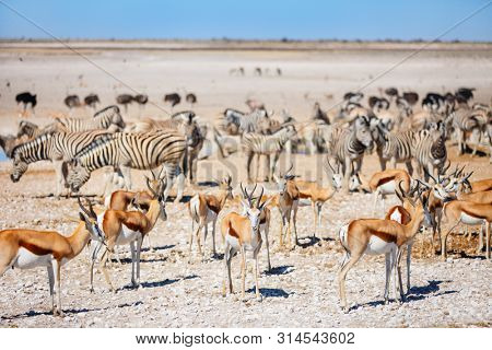 Zebras, springbok, oryx herd and ostriches at Nebrownii waterhole in Etosha Namibia