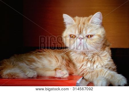 The Charming Kitty Of Exotic Breed Sits Against A Dark Background Indoors. An Animal Color - Red Wit