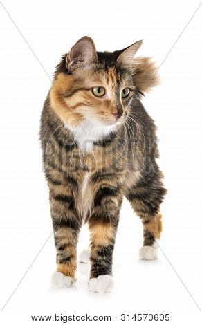 Kurilian Bobtail In Front Of White Background