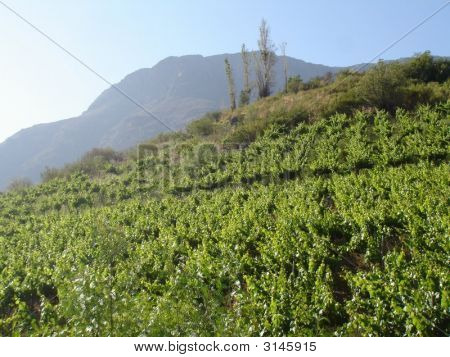 วัล Elqui