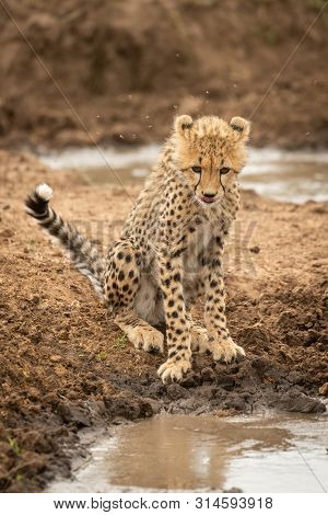 Cheetah Cub Sits By Water Looking Down