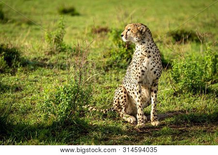Cheetah Sits Among Leafy Bushes Looking Left
