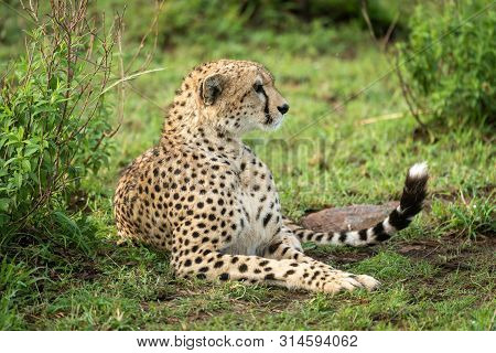 Cheetah Lies By Leafy Bush Looking Right