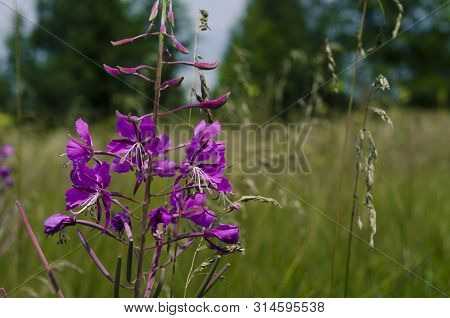 Medicinal Plant: Khamenei Narrow-leaf With Bright Flowers Grows In The Coniferous Forest
