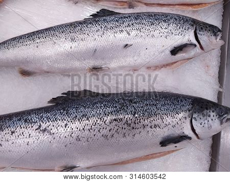 Fresh Wild Caught King Salmon On Ice In A Local Sea Food Market.