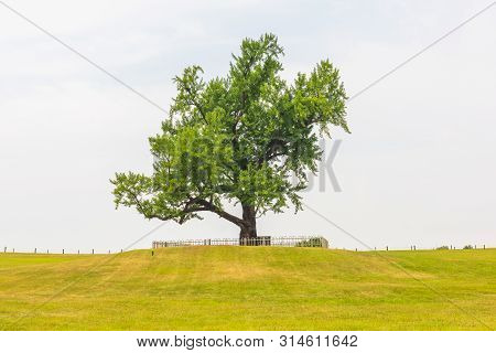 Alone Tree At Olympic Park In Seoul,south Korea.