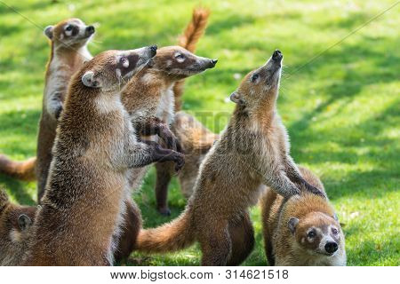 Portrait Of Group Cute White Nosed Coatis, Nasua Narica, Begging For Food, Fighting And Looking At A