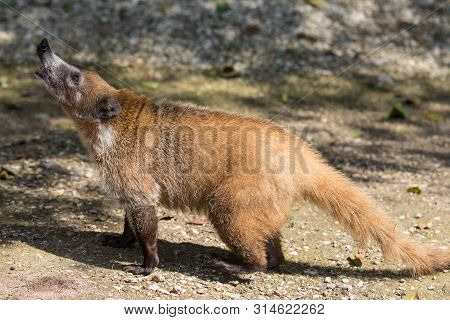 Portrait Of Cute White Nosed Coati, Nasua Narica, Begging For Food, Fighting And Looking At A Camera