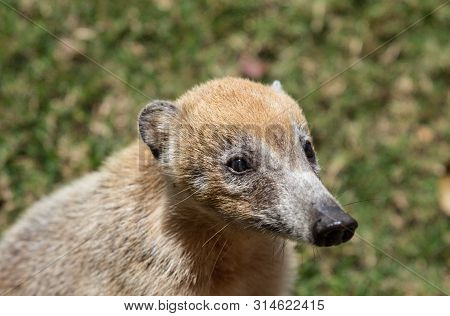 Portrait Of Cute White Nosed Coati, Nasua Narica, Begging For Food, Fighting And Looking At A Camera