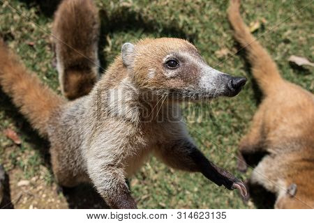 Portrait Of Group Cute White Nosed Coatis, Nasua Narica, Begging For Food, Fighting And Looking At A