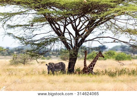 Giraffes And A Gravy Zebra Under The Crown Of A Shady Tree