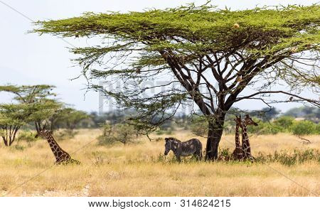 Giraffes And A Gravy Zebra Under The Crown Of A Shady Tree
