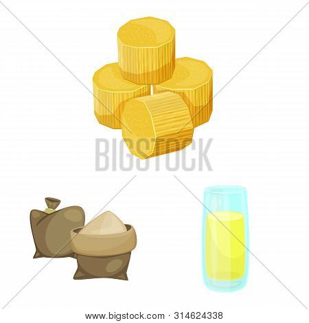 Isolated Object Of Sugarcane And Cane Icon. Set Of Sugarcane And Field Stock Vector Illustration.