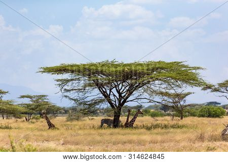 Giraffes And A Gravy Zebra Under The Crown Of A Shady Tree