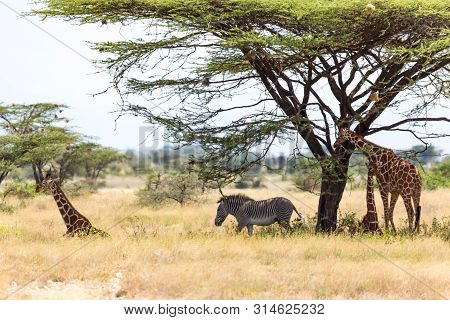 Giraffes And A Gravy Zebra Under The Crown Of A Shady Tree