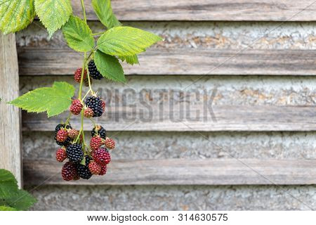 Blackberries On A Branch On The Left Side Of The Picture. Wooden Laths Background
