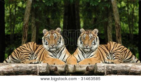 Bengálský tygr v chiang mai noční safari