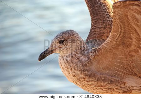 Pearched seagul by the water, nature photography, larus argentatus