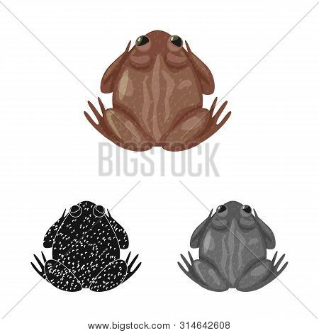 Vector Design Of Toad And Biology Icon. Collection Of Toad And Tropical Stock Vector Illustration.
