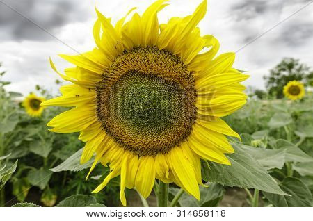 A Close Up Of A  Blooming Sunflower In The Field With Stormy Sky In The Background