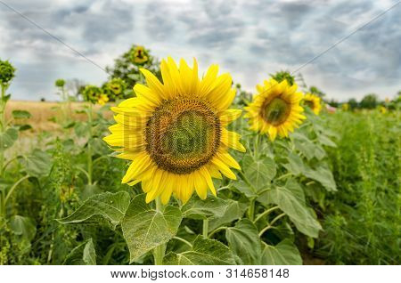 A Blooming Sunflowers In The Field With Stormy Sky In The Background