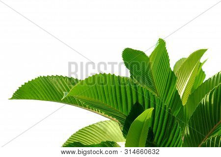 Elephant Apple Tree Leaves On White Isolated Background For Green Foliage Backdrop