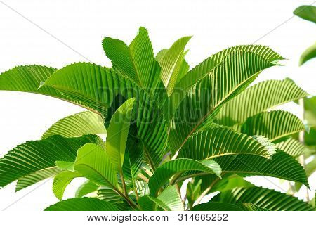 Top View Elephant Apple Tree With Leaves Branches And Sun Light Growing In A Garden On White Isolate