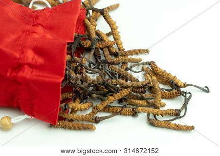 Closeup Of Ophiocordyceps Sinensis Or Mushroom Cordyceps In Red Cloth Bag On Isolated Background. Me