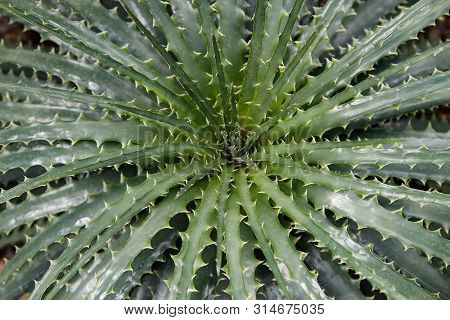 A Plant Of Hechtia Texensis Originally From Mexico, Green Latin American Shrub With Long Spiky Leave