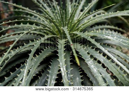 A Plant Of Hechtia Texensis Originally From Mexico, Green Latin American Shrub With Long Spiky Leave