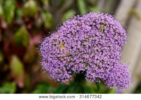 Tulbaghia Violacea. Many Small Purple Flowers Bloom In A Tropical Garden, Close-up