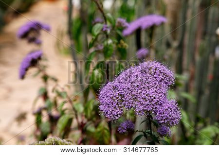 Tulbaghia Violacea. Many Small Purple Flowers Bloom In A Tropical Garden, Close-up