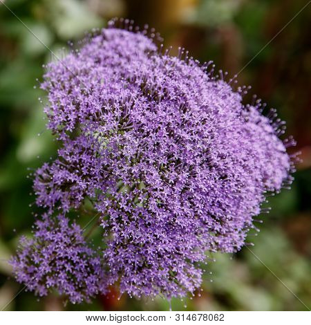 Tulbaghia Violacea. Many Small Purple Flowers Bloom In A Tropical Garden, Close-up