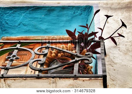 Tradescantia Plant And Mamillaria Elongata Cactus In A Balcony In Chelva, Valencia