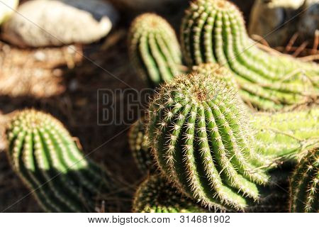 Cactus Plants ( Mamillaria Cactaceae) In The Garden Under The Sun