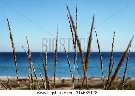 Macrochloa Tenacissima Plant In The Mountain Under The Sun