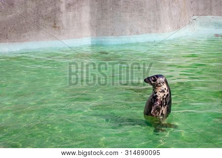 Baltic Grey Seal (halichoerus Grypus Macrorhynchus) In The Green Water In A Pool.