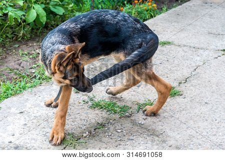 A Young German Shepherd Puppy Runs After The Tail. Dog Fun Playing In The Park And Bites His Tail. E