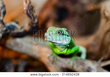 Chinese Water Dragon, In Latin Physignathus Cocincinus. Exotic Animals In The Artificial Habitat. A 