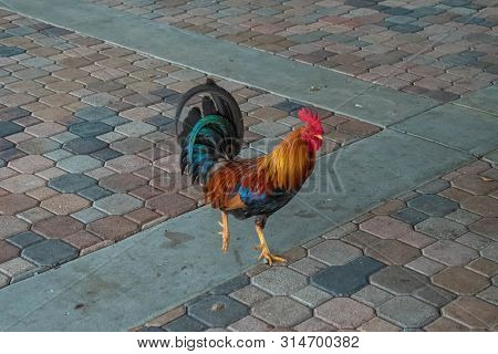 Tampa Bay, Florida. July 12, 2019 Rooster In Centennial Park At Ybor City 1