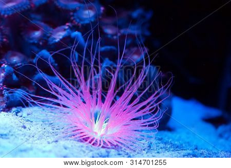 Anemones. Beautiful And Colorful Corals In A Marine Aquarium.